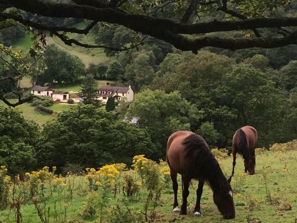 Ty Twt - Complete Holiday Home Llandysul Kültér fotó
